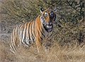 Tiger.Ranthambhore, India. February 2008